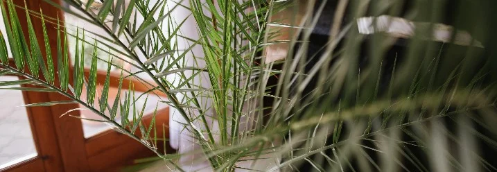 Grüne Palme im Topf